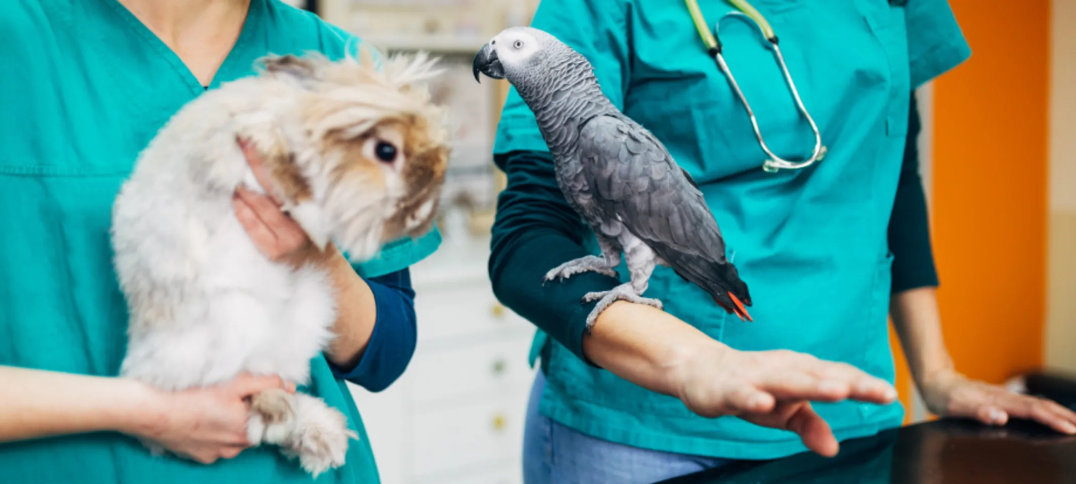 Veterinarians Holding a Rabbit and Bird